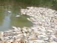 Ribuan Ikan Mati Tercemar Limbah PKS Plat Merah di Rohul